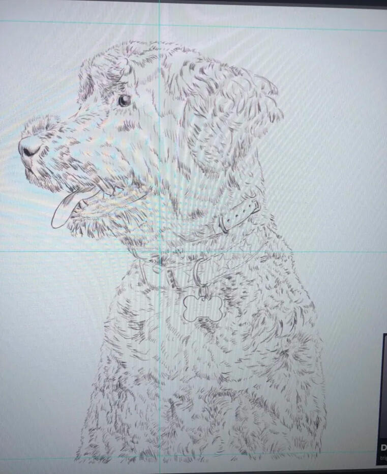 Pet Portraits